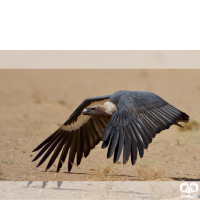 گونه دال پشت سفید White-rumped Vulture